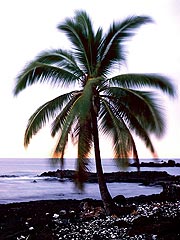Kona Palm - photo by Mic Ward